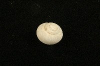 藏品(琉球球蝸牛)的圖片